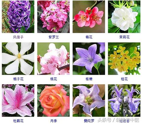 五行 花|最权威植物五行属性介绍以及家居布局（建议收藏）